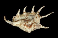 藏品(蜘蛛螺)的圖片